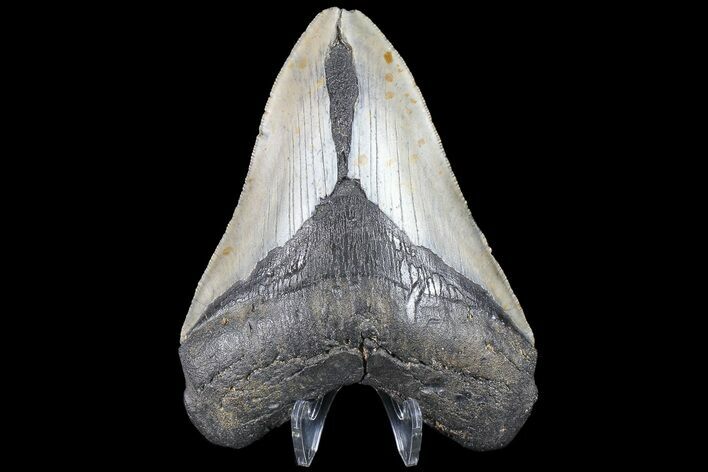 Bargain, Megalodon Tooth - North Carolina #83986